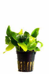 Anubias Barteri Var. Nana 'Golden' - Pe (Anubias barteri var. nana 'Golden' - PE)