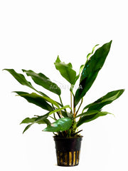 Anubias Minima - Pe (Anubias minima - PE)