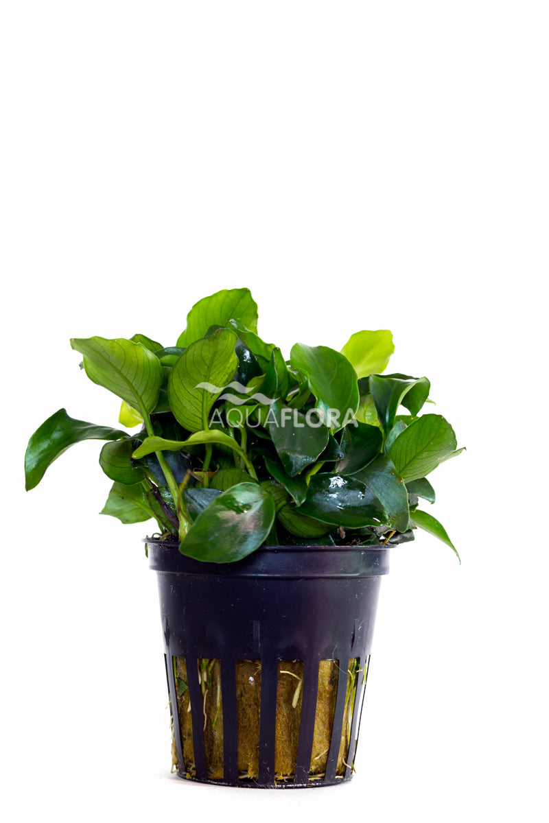Anubias Barteri Var. Nana 'Mini' - Pe (Anubias barteri var. nana 'Mini' - PE)