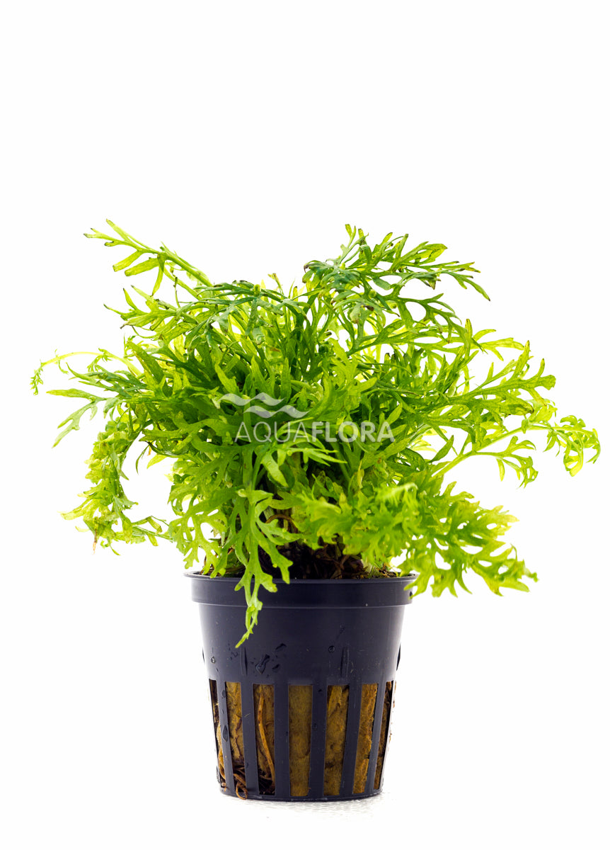 Ceratopteris Siliquosa - Pe (Ceratopteris siliquosa - PE)