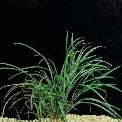 Ophiopogon japonica moederplant