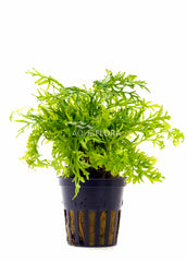 Ceratopteris Siliquosa - Pe (Ceratopteris siliquosa - PE)