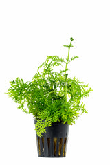 Ceratopteris Thalictroides - Pe (Ceratopteris thalictroides - PE)