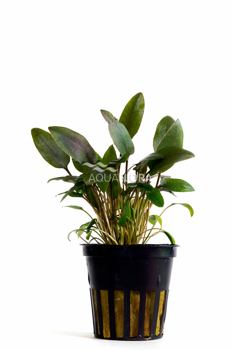 Cryptocoryne Beckettii - Pe (Cryptocoryne beckettii - PE)