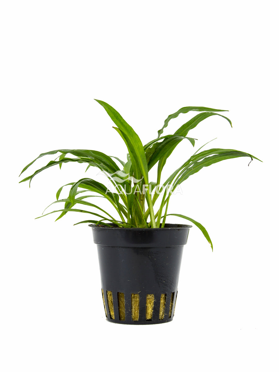 Cryptocoryne Albida (Costata) - Pe (Cryptocoryne albida (costata) - PE)