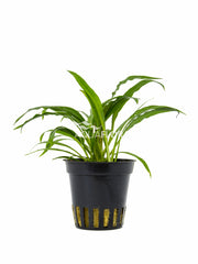 Cryptocoryne Albida (Costata) - Pe (Cryptocoryne albida (costata) - PE)