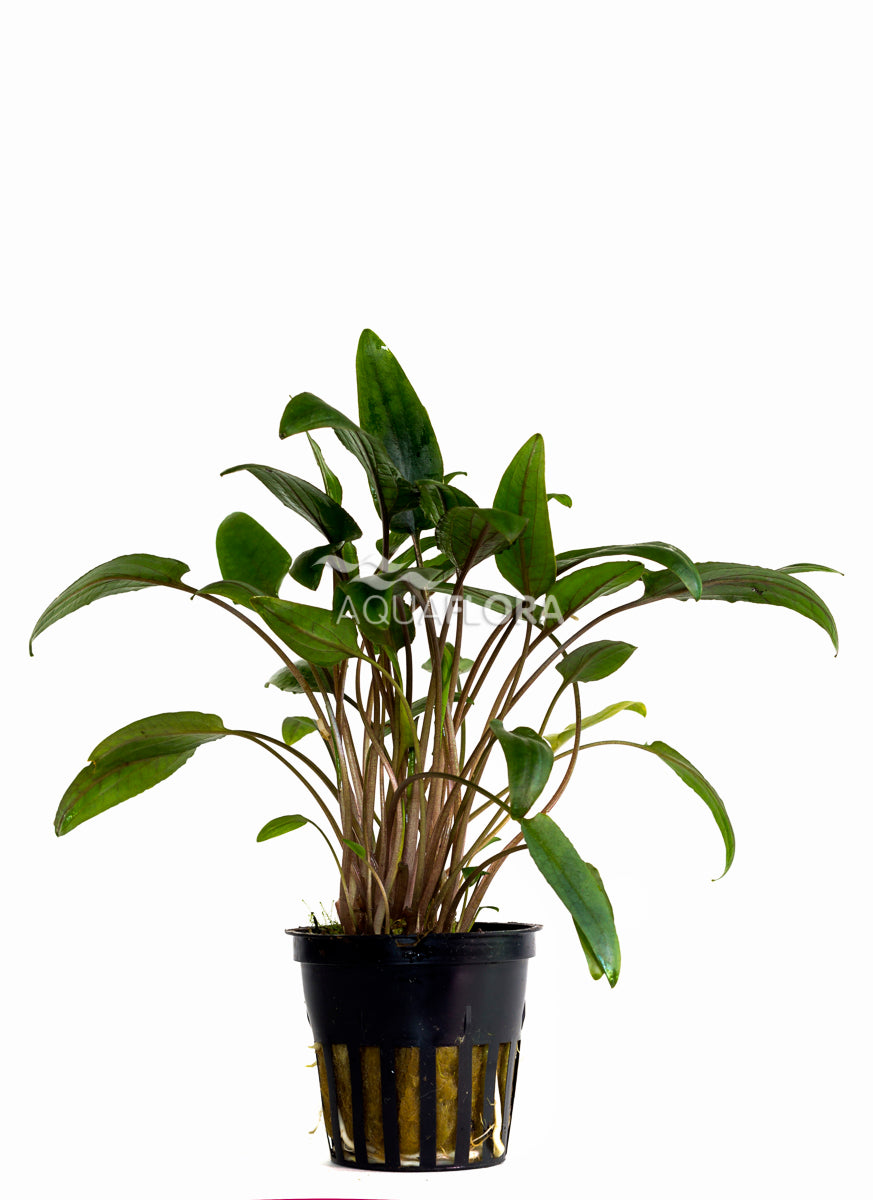 Cryptocoryne Moehlmannii - Pe (Cryptocoryne moehlmannii - PE)