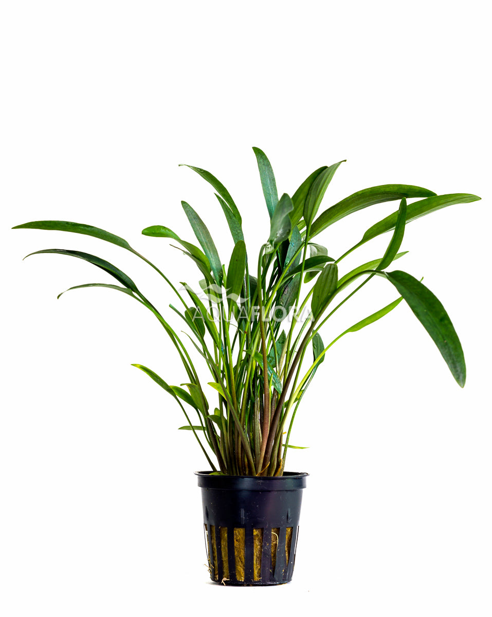 Cryptocoryne X Willisii 'Nevellii' - Pe (Cryptocoryne x willisii 'Nevellii' - PE)