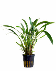 Cryptocoryne X Willisii 'Nevellii' - Pe (Cryptocoryne x willisii 'Nevellii' - PE)