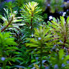 Rotala bossii in pot #