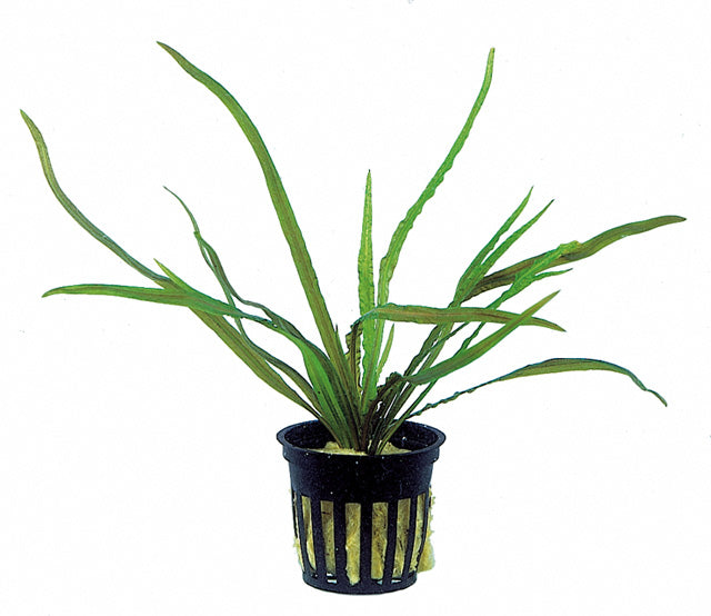 Cryptocoryne Usteriana - Pe (Cryptocoryne usteriana - PE)