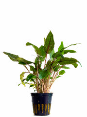 Cryptocoryne 'Tropica' - Pe (Cryptocoryne 'Tropica' - PE)