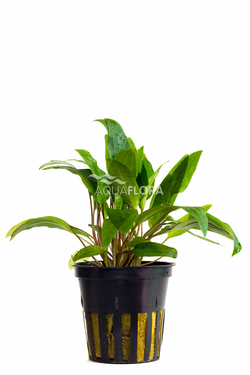 Cryptocoryne X Willisii - Pe (Cryptocoryne x willisii - PE)