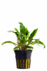 Cryptocoryne X Willisii - Pe (Cryptocoryne x willisii - PE)