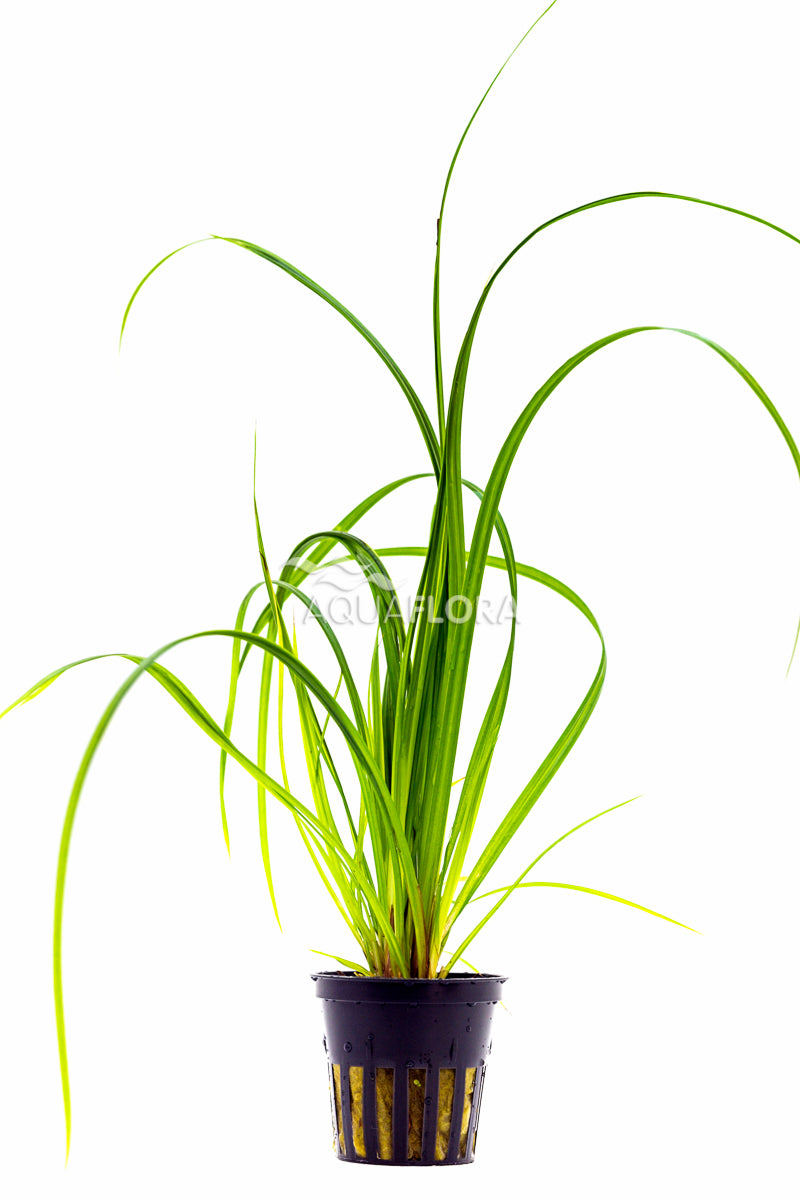 Cyperus Helferi - Pe (Cyperus helferi - PE)
