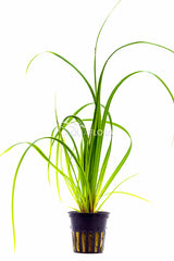 Cyperus Helferi - Pe (Cyperus helferi - PE)