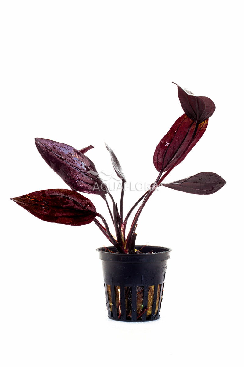 Echinodorus 'Aflame' - Pe (Echinodorus 'Aflame' - PE)