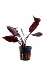 Echinodorus 'Aflame' - Pe (Echinodorus 'Aflame' - PE)