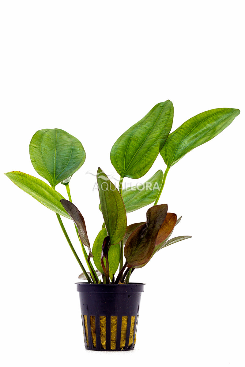 Echinodorus X Barthii - Pe (Echinodorus x barthii - PE)