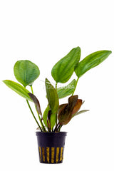 Echinodorus X Barthii - Pe (Echinodorus x barthii - PE)