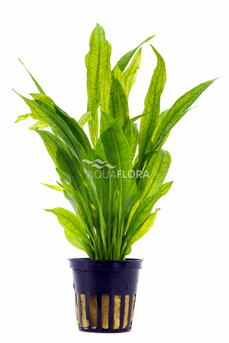 Echinodorus Grisebachii 'Bleherae' - Pe (Echinodorus grisebachii 'Bleherae' - PE)