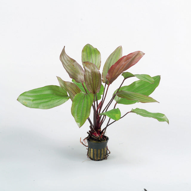 Echinodorus 'Fantasy' - Pe (Echinodorus 'Fantasy' - PE)