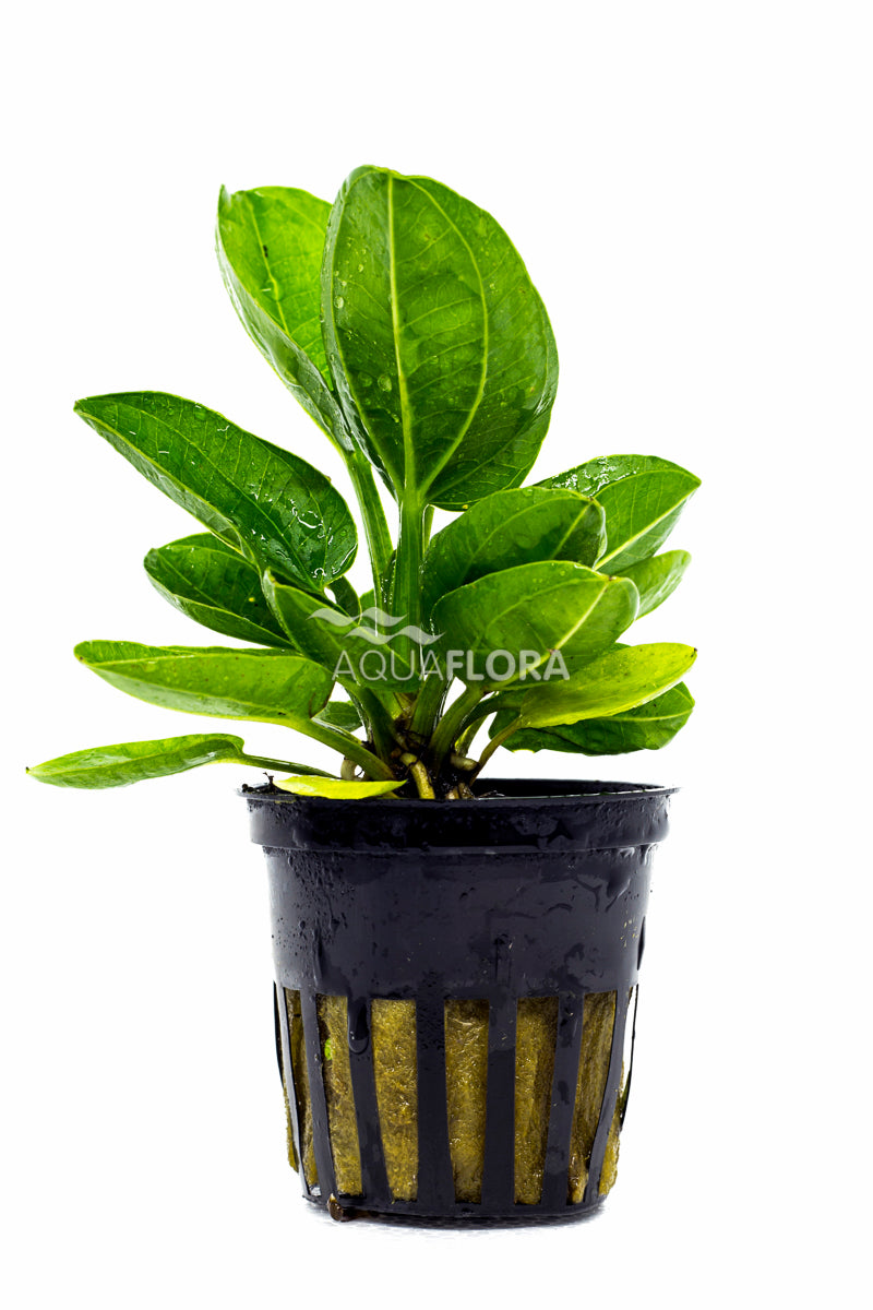 Echinodorus Horizontalis - Pe (Echinodorus horizontalis - PE)