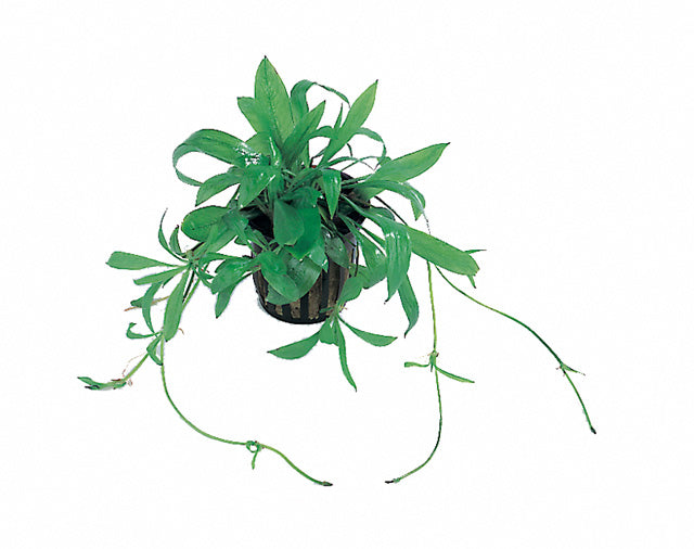 Helanthium Bolivianum 'Magdalenensis' - Pe (Helanthium bolivianum 'Magdalenensis' - PE)