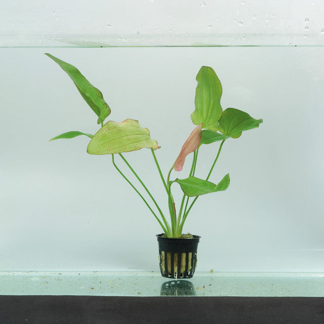 Eriocaulon Sp. 'Dong Ha' - Pe (Eriocaulon sp. 'Dong Ha' - PE)