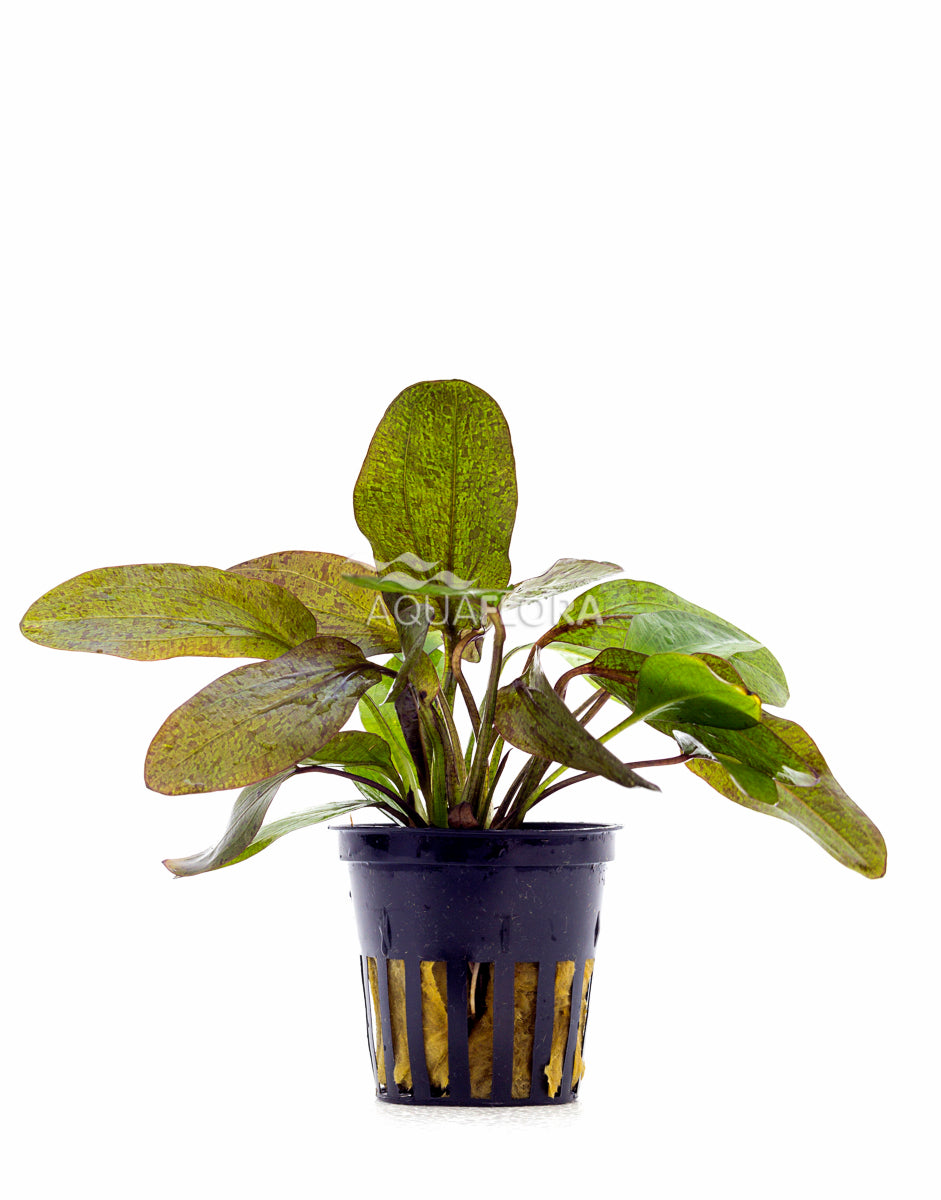Echinodorus 'Ozelot' - Pe (Echinodorus 'Ozelot' - PE)