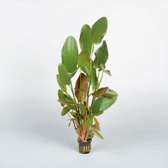 Echinodorus 'Red Chili' - Pe (Echinodorus 'Red Chili' - PE)