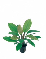 Echinodorus 'Ros�' - Pe (Echinodorus 'Rosé' - PE)