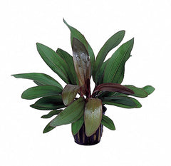 Echinodorus 'Rubin' - Pe (Echinodorus 'Rubin' - PE)