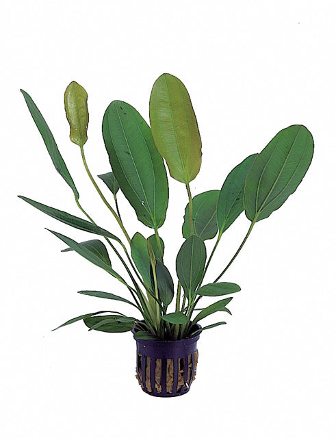 Echinodorus Osiris - Pe (Echinodorus osiris - PE)