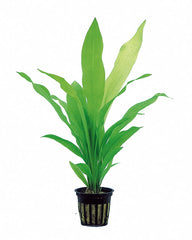 Echinodorus Uruguayensis - Pe (Echinodorus uruguayensis - PE)