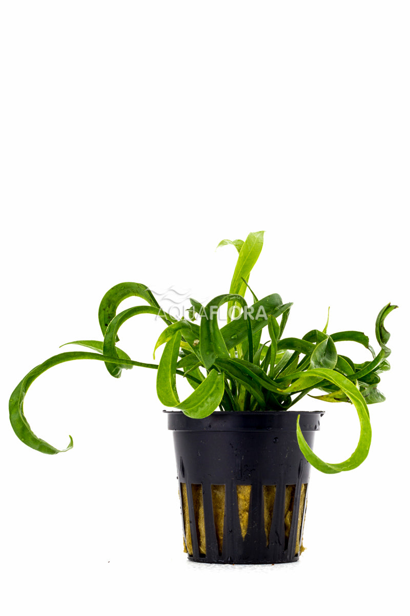 Helanthium Bolivianum 'Vesuvius' - Pe (Helanthium bolivianum 'Vesuvius' - PE)