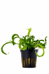 Helanthium Bolivianum 'Vesuvius' - Pe (Helanthium bolivianum 'Vesuvius' - PE)