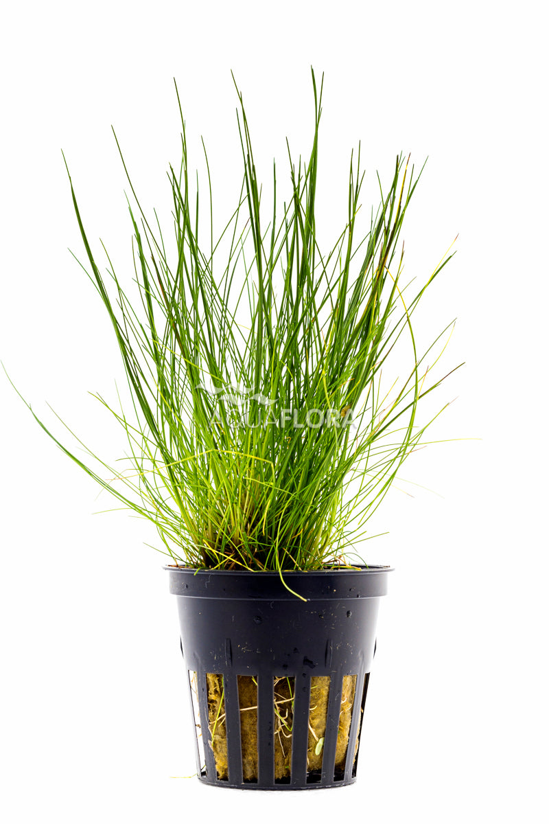 Eleocharis Acicularis - Pe (Eleocharis acicularis - PE)
