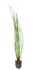 Eleocharis Vivipara - Pe (Eleocharis vivipara - PE)