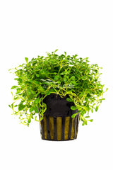 Glossostigma Elatinoides - Pe (Glossostigma elatinoides - PE)