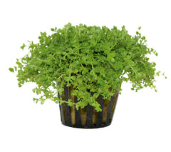 Hemianthus Callitrichoides - Pe (Hemianthus callitrichoides - PE)