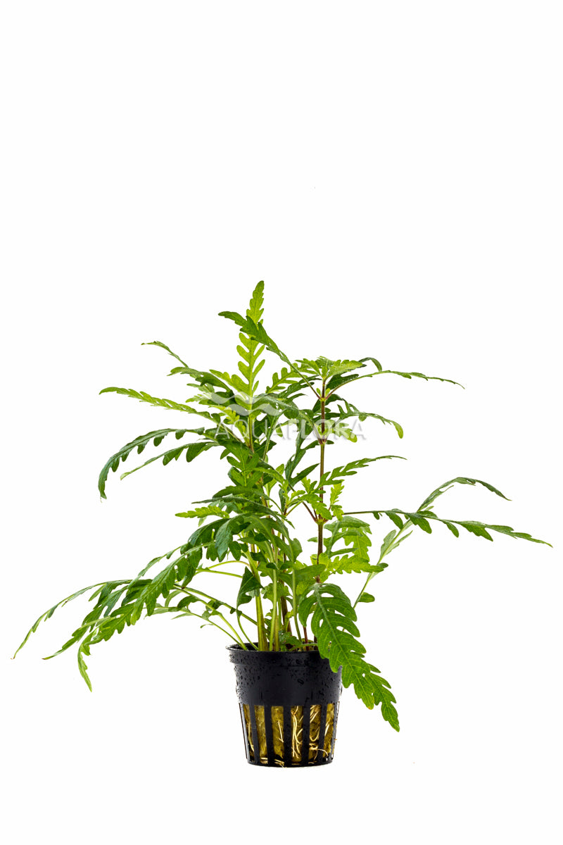 Hygrophila Pinnatifida - Pe (Hygrophila pinnatifida - PE)