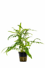 Lagenandra Meeboldii 'Green' - Pe (Lagenandra meeboldii 'Green' - PE)