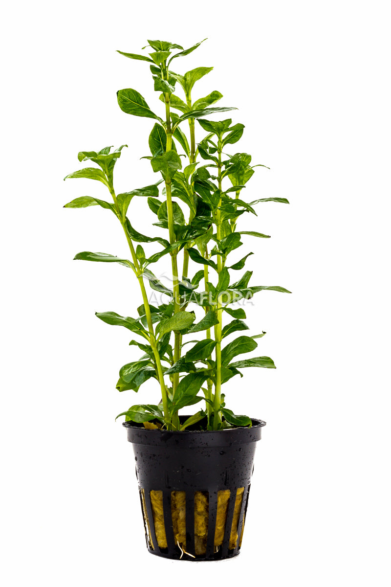 Hygrophila Polysperma - Pe (Hygrophila polysperma - PE)