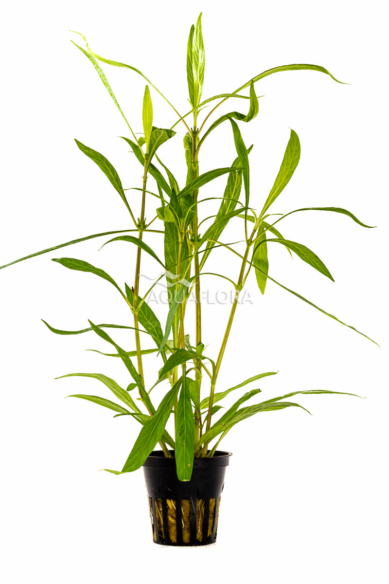 Hygrophila Salicifolia - Pe (Hygrophila salicifolia - PE)