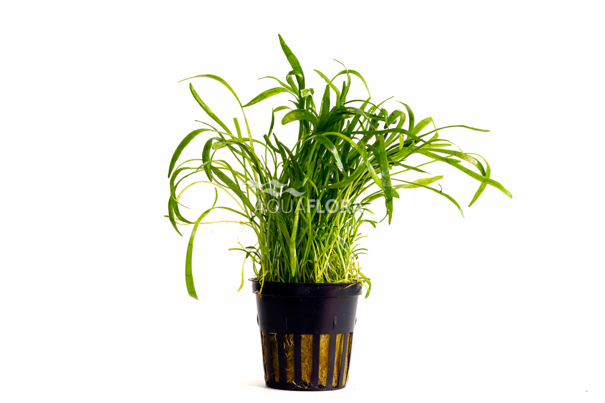 Lilaeopsis 'Novea-Zealandiae' - Pe (Lilaeopsis 'Novea-Zealandiae' - PE)