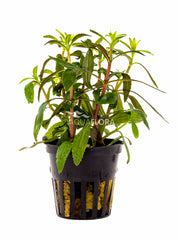 Limnophila Aromatica - Pe (Limnophila aromatica - PE)