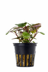 Lobelia Cardinalis - Pe (Lobelia cardinalis - PE)