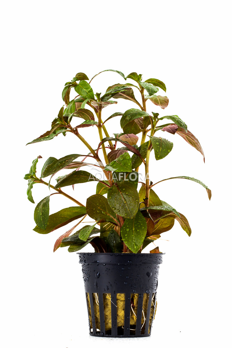 Ludwigia Glandulosa - Pe (Ludwigia glandulosa - PE)