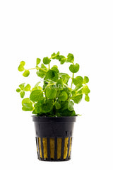 Lysimachia Nummularia - Pe (Lysimachia nummularia - PE)